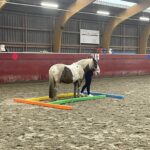 In een bak in de manege wordt gewerkt met een paard tijdens een coachingsessie met paarden.